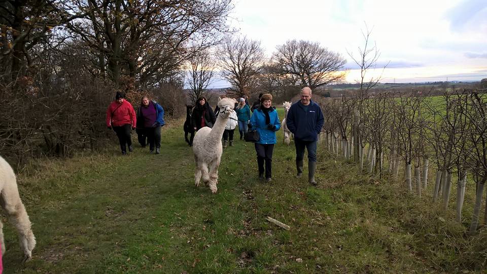 12295486_534270580066161_6862091708182335983_n