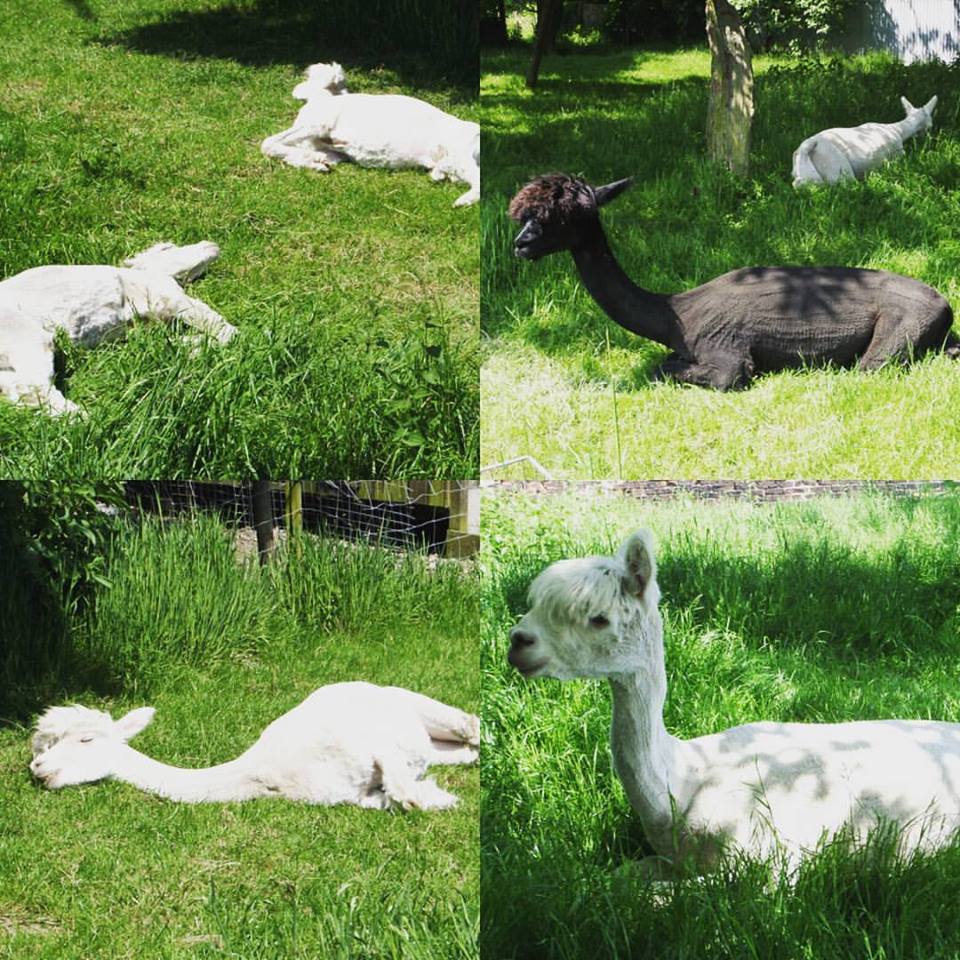 13321870_605362469623638_2685077902858317419_n