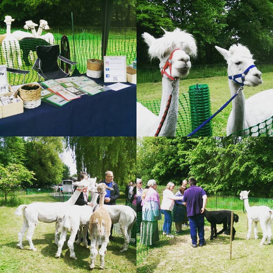 13339439_605128899646995_6575723819196125036_n